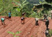 Perkuat Ketahanan Pangan Satgas TMMD 126 Desa Petungsinarang Menanam Sayur Bersama Warga