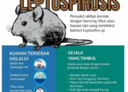 Bahaya Leptospirosis Di Musim Panen Yang Harus Kita Perhatikan