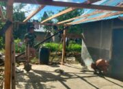 Tahap Finishing RTLH TMMD Pulau Moa Dikebut, Rumah Warga Kian Nyaman